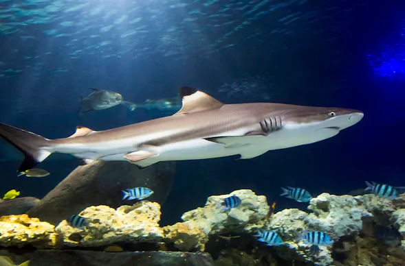 Sea Life Hannover